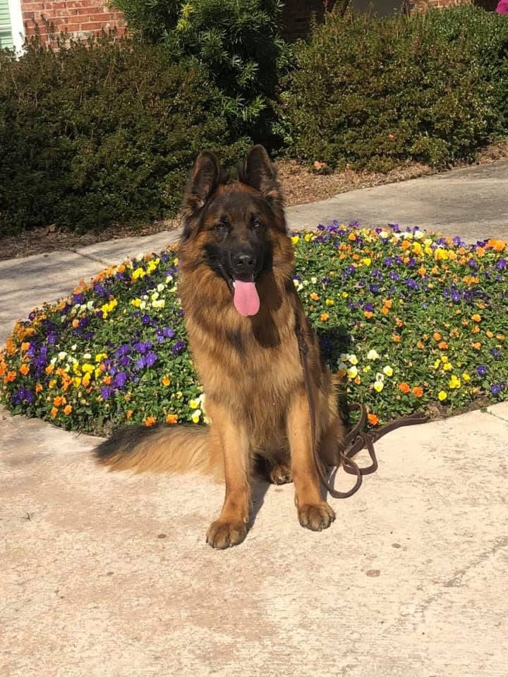 Throwback Thursday picture to when the weather was perfect and the K9 was even more perfect.