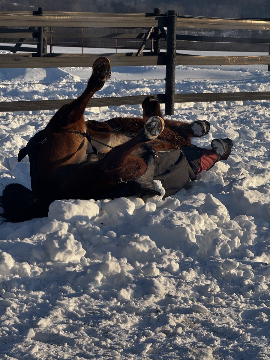 TheDesignWerks's tweet photo. @TheEXECUTlONER_ Walked out to the same scene the other morning. Luckily, mine put a little effort in and kicked her way out of it while I was getting a leadrope to use to pull her over. (And no, it looks close in the photo, but she was at least 10 feet away from the fence). https://t.co/hvXLhaD9tV