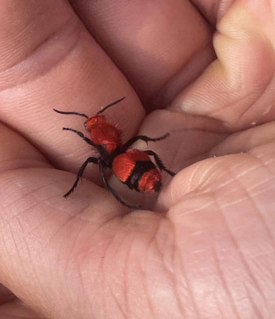 PestCharlotte's tweet photo. Velvet ant. 

Envirosafe 
1001 E. Catawba St.
Belmont NC 28012
704-860-2041 https://t.co/3rAqwEvzJC
