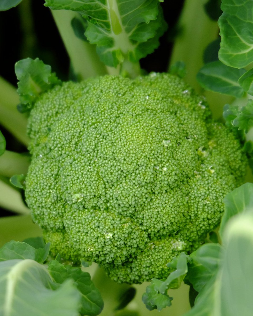 Quickcrop tweet media