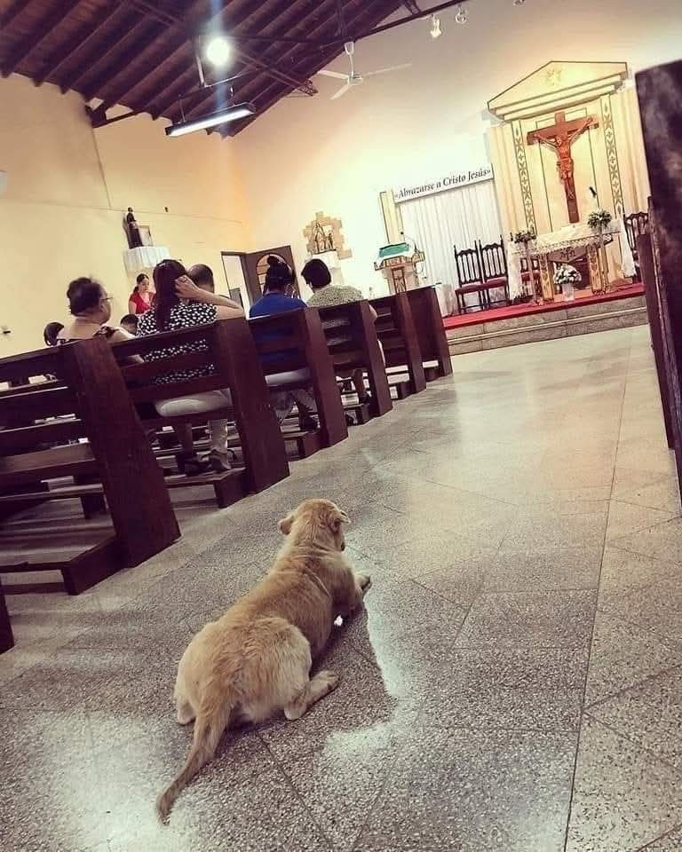 GRamirezF_D12's tweet photo. ... Y protege a todos los animalitos del mundo de la ignorancia humana. AMÉN 🐶🐾🐈‍⬛🙏✨🕊️💖💞❤️ https://t.co/spcQxAXBIZ