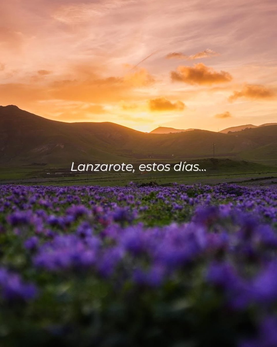 SALMARINAR's tweet photo. Lanzarote se ha vestido de verde,
esta es tu señal para salir a recorrerla.

Nosotros nos encargamos de que el final del día sea igual de bonito. 🤍 https://t.co/DgHvsuY26Z