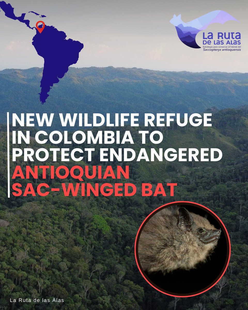 Bat Conservation International tweet media