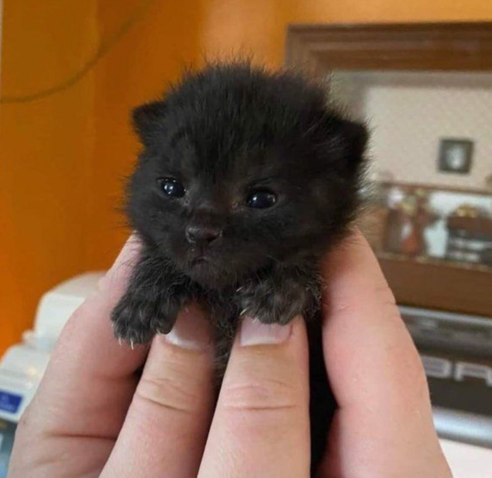 dailykittymand's tweet photo. https://t.co/CnDfhDSYct