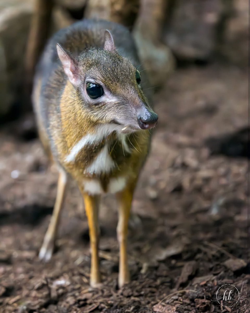 <a href="/AMAZlNGNATURE/">Nature is Amazing ☘️</a> Despite its name, the mouse-deer is not a true deer but belongs to an ancient group of even-toed ungulates known as chevrotains.