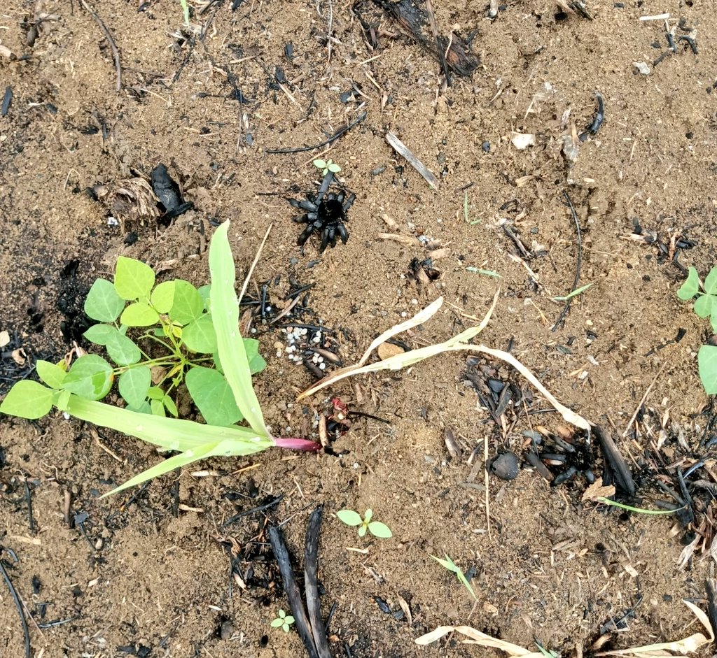 #Manabí | Técnicos del proyecto Agro Protege del <a href="/AgriculturaEc/">Agricultura, Ganadería y Pesca Ecuador 🇪🇨</a>, realizan inspecciones de siniestros en cultivos de maíz en los cantones Rocafuerte, Junín y Portoviejo, por ataque de pájaros y roedores, se evalua documentalmente la extensión del daño.
#ElNuevoEcuador 🇪🇨🇪🇨