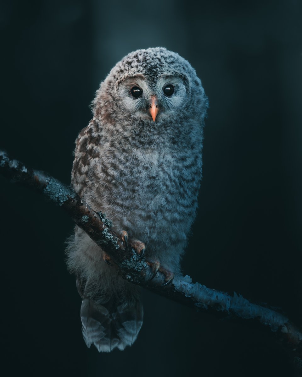 Adobe Lightroom tweet media