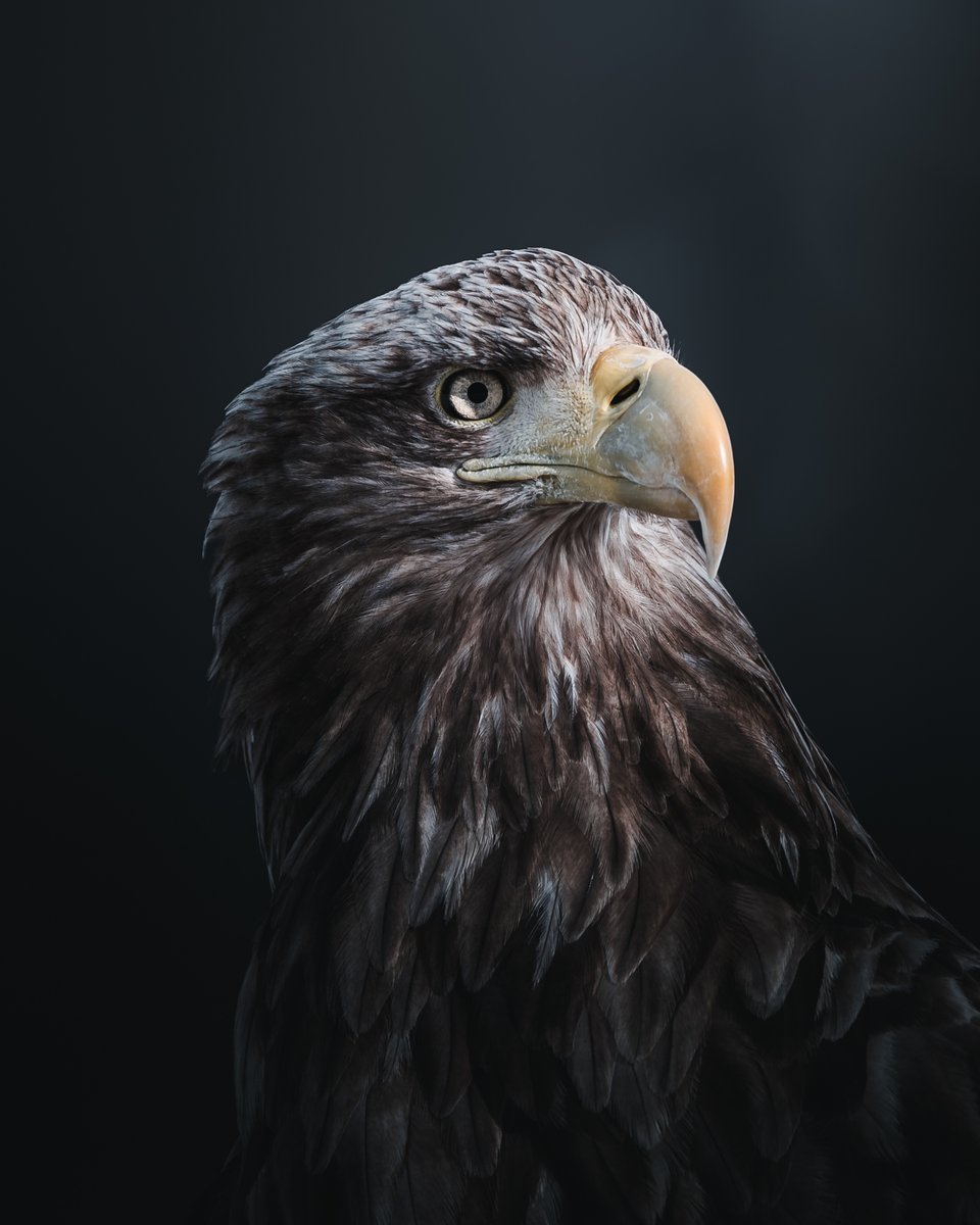 Adobe Lightroom tweet media