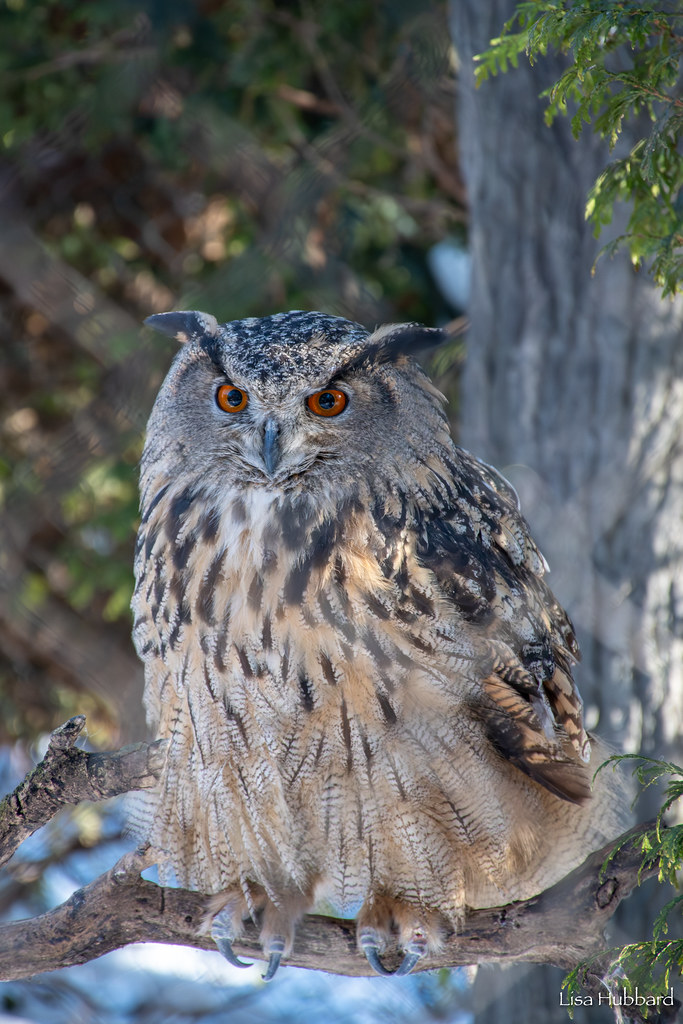 Happy 12th Birthday to Minerva the Eurasian eagle owl! 🦉