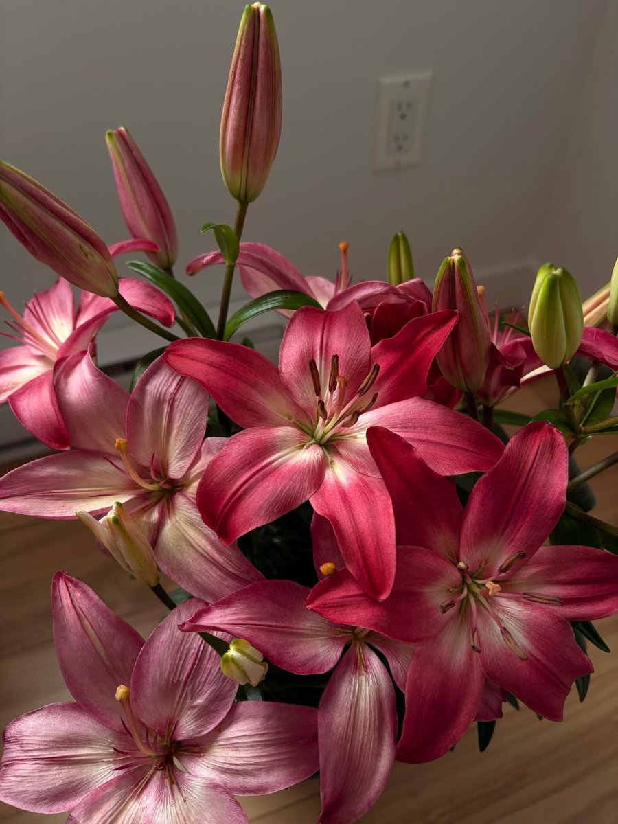 Flowers and Gardens 💐🌹🌺🌷🌸 (@beauty_lovers11) on Twitter photo 