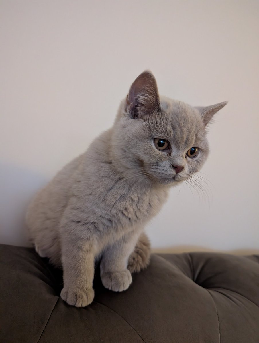 Katastrophe tweet media