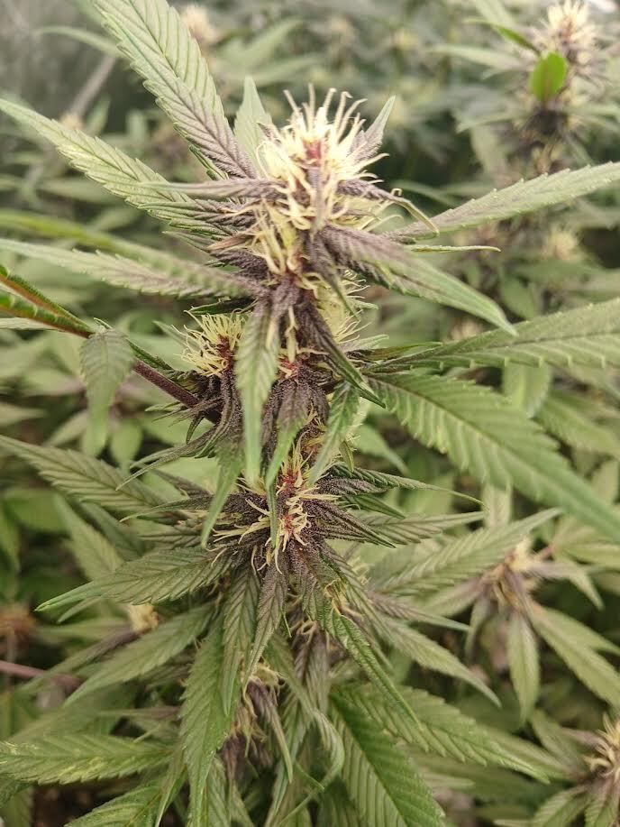 Reefertilizer's tweet photo. The most beautiful plant in the world. Am I right?!?!

Send us photos of your most beautiful indoor plants and get featured right here!

Photo courtesy of Ryan. Check him out on Youtube @420smokebreak https://t.co/7kmwQqoZi7