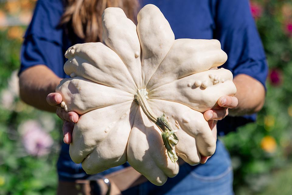 GrowingProduce's tweet image. Pumpkin and Other Squash Varieties To Know and Grow!

ow.ly/1ihO50Y9lAZ 🎃

#pumpkins @hmc_usa @SeedsbyDesign @CliftonSeedCo @seedway_llc