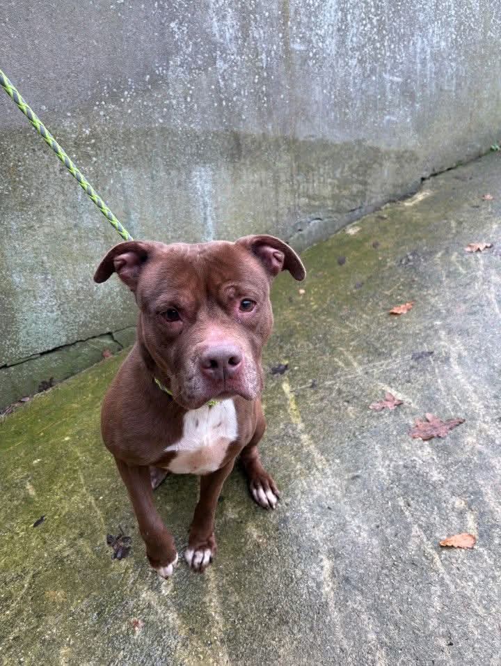 SOS fourrière Ile de France ⚠️⚠️ Recherche famille France entière ⚠️ ⚠️ ⚠️ Sauvons la vie de Lina (8 ans et demi, non catégorisée) Karolyne PA facebook.com/share/p/14TpJi…