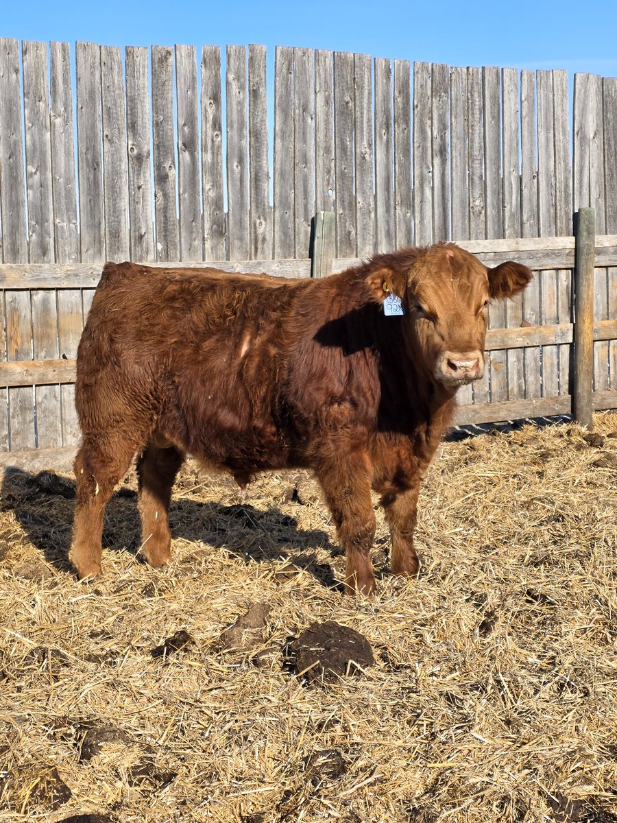 Cameron Nykoliation tweet media