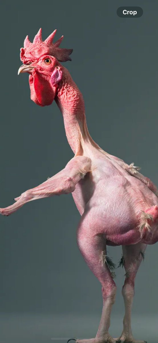 La Marseillaise-Ireland’s Call.