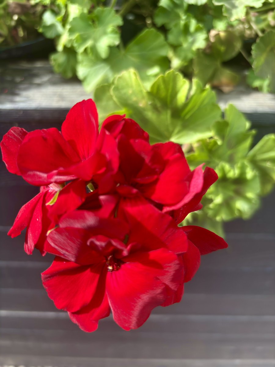 Potscapers tweet media