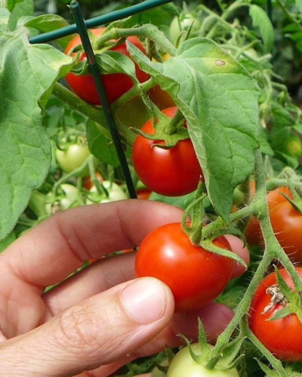QuickcropUK's tweet photo. 🌱 Open-Pollinated vs F1 Hybrid Seeds - What’s the Real Difference?

Discover how these seed types actually differ - and which might be best for your garden this season.

👉 Read the full article https://t.co/OX3C86wXG2 https://t.co/HMWo3n5wlp