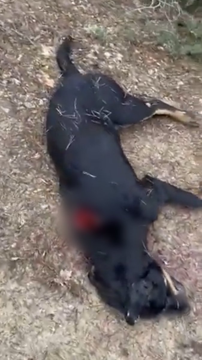 İznik’te “SAHİPLİ” 3 köpek vahşice katledildi! Artık insanların evini basıp sahipli köpekleri hedef alıyorlar!
#KatliamaDurDe