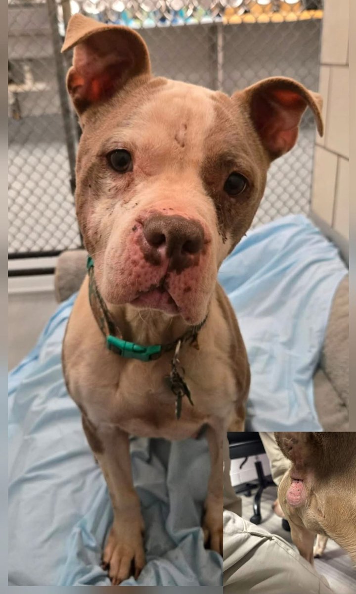 ꜱᴀᴠɪɴɢ ꜱʜᴇʟᴛᴇʀ ᴅᴏɢꜱ tweet media