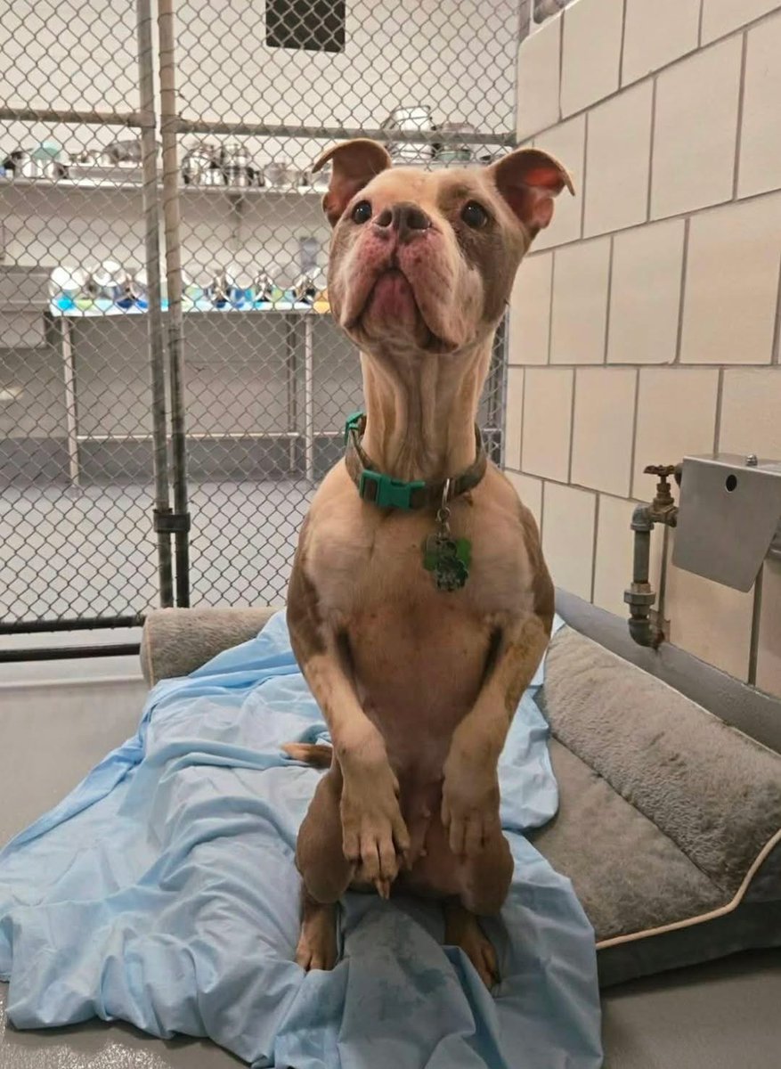 ꜱᴀᴠɪɴɢ ꜱʜᴇʟᴛᴇʀ ᴅᴏɢꜱ tweet media