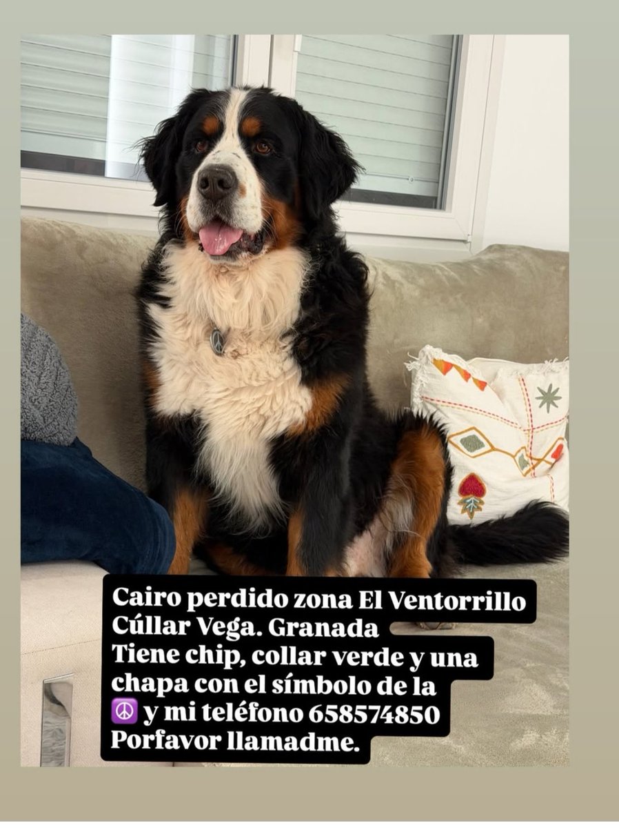 Tueresmagia's tweet photo. Cairo sigue sin aparecer 😥
Robado el 31 de enero. Su familia lo busca desesperadamente. Necesita medicación 
#veterinariatriunfojardin https://t.co/qIDRwD3Nop
