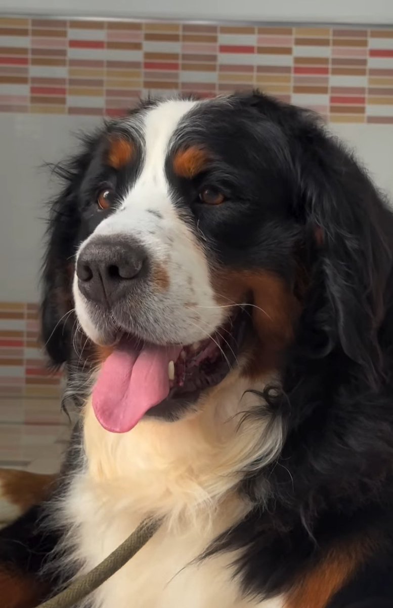 Cairo sigue sin aparecer 😥
Robado el 31 de enero. Su familia lo busca desesperadamente. Necesita medicación 
#veterinariatriunfojardin