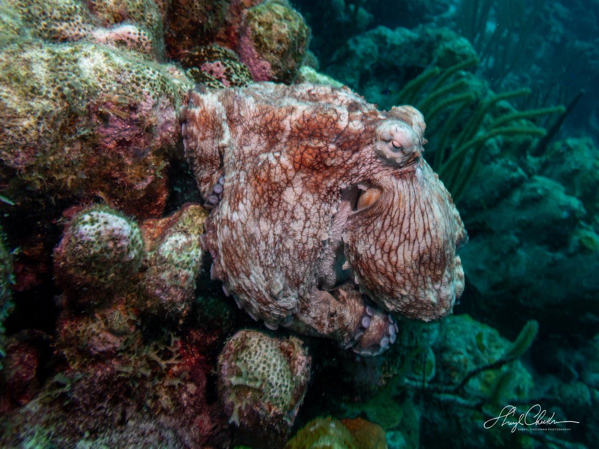 DiveArtist's tweet image. A Spinyhead Blenny, a Green Sea Turtle, an Octopus and a Frogfish — just a few of the sea creatures I saw last week on my dives in Bonaire. #underwaterphotography #spinyheadblenny #seaturtle #octopus #frogfish