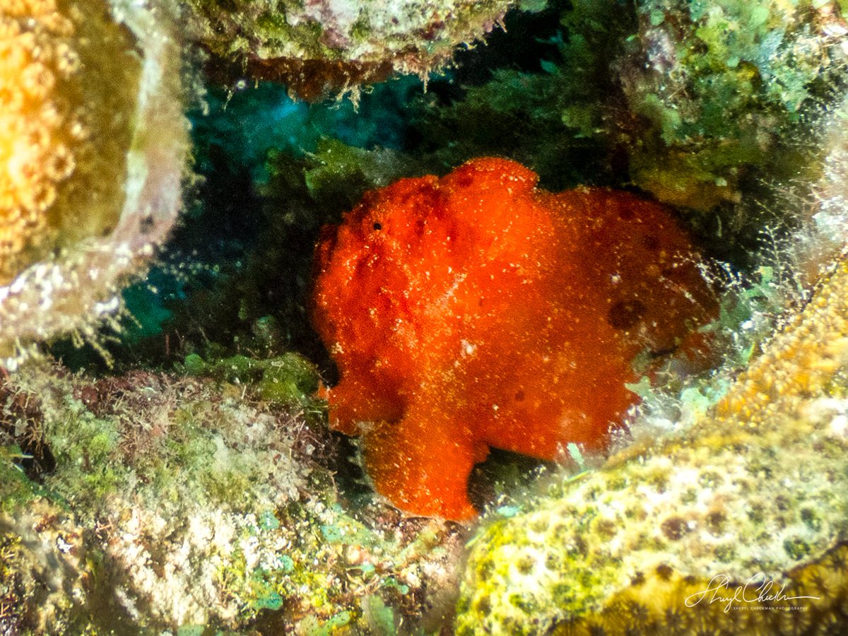 DiveArtist's tweet image. A Spinyhead Blenny, a Green Sea Turtle, an Octopus and a Frogfish — just a few of the sea creatures I saw last week on my dives in Bonaire. #underwaterphotography #spinyheadblenny #seaturtle #octopus #frogfish