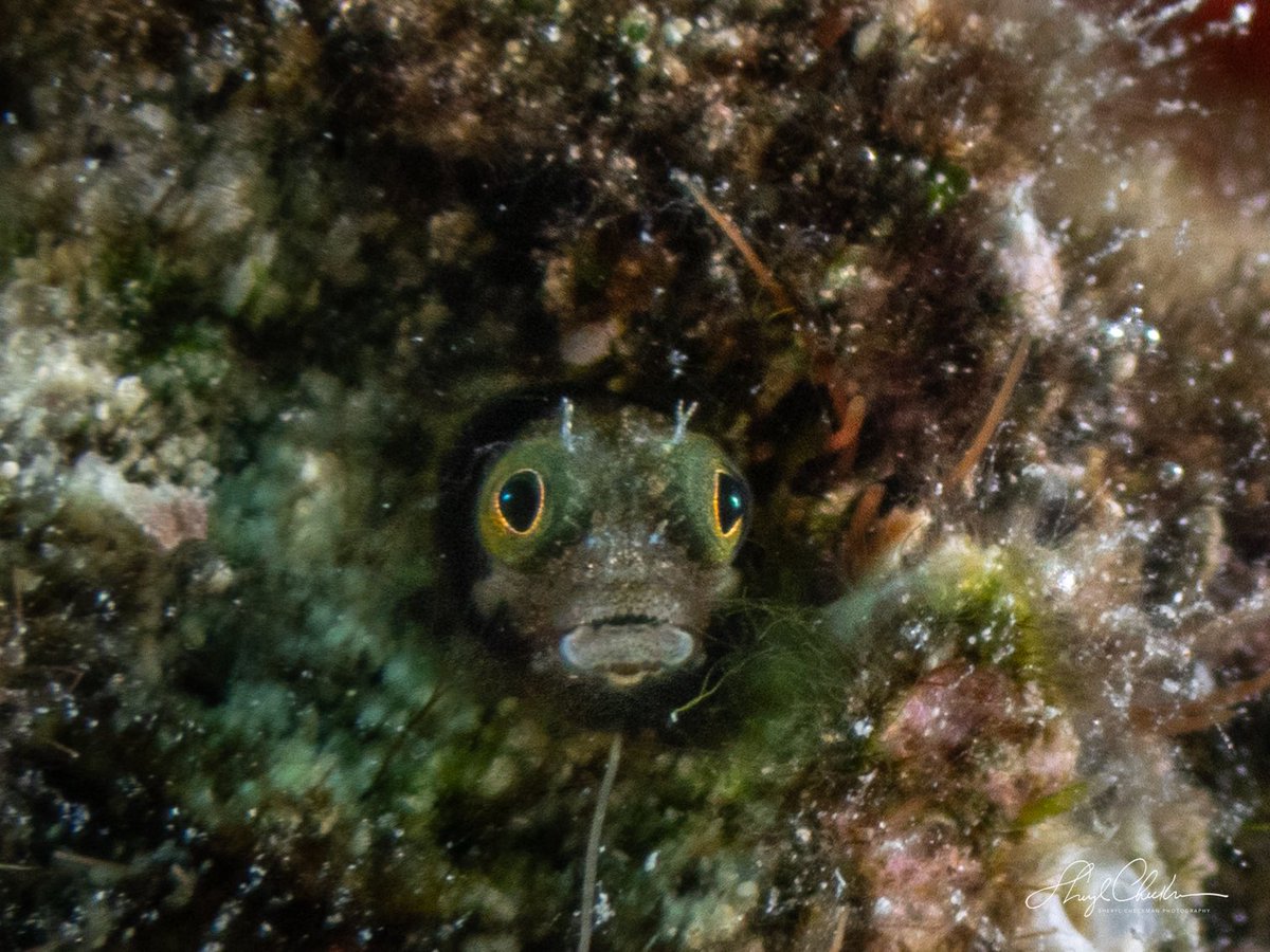 DiveArtist's tweet image. A Spinyhead Blenny, a Green Sea Turtle, an Octopus and a Frogfish — just a few of the sea creatures I saw last week on my dives in Bonaire. #underwaterphotography #spinyheadblenny #seaturtle #octopus #frogfish