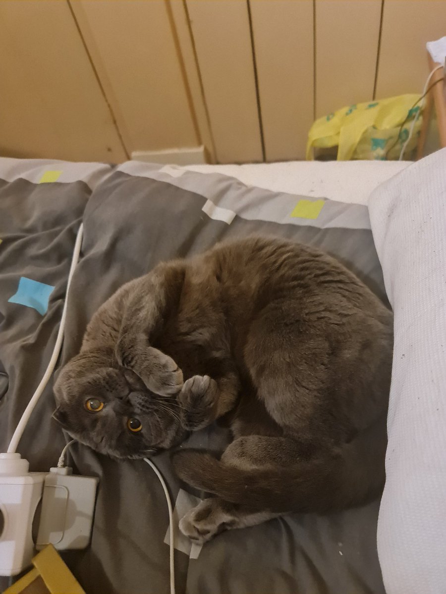 Signalice (Dumb Gestalt✨️) tweet media