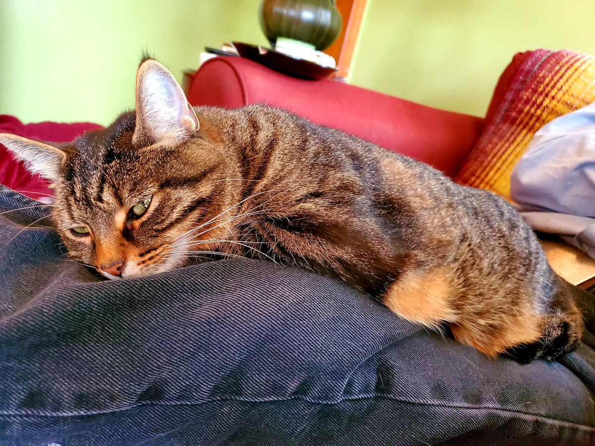 Tiger's picks daddy as the purrfect nap spot