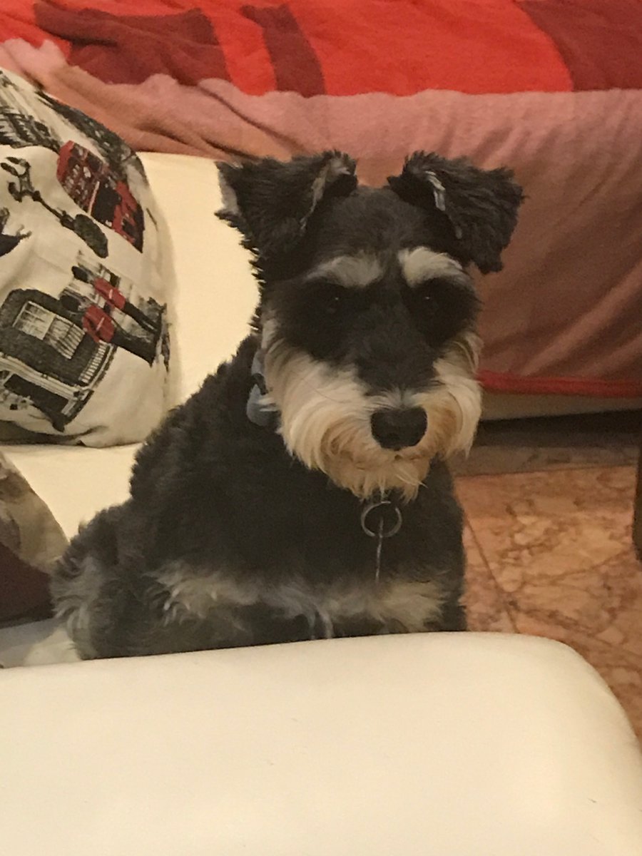 millypod1's tweet photo. 🆘4 FEB 2026 #Lost Maz #ScanMe
ELDERLY, DEAF & POOR EYESIGHT
Schnauzer: Minature Female
Brewery House, North Street #NortonStPhilip #Frome #Bath #Somerset #BA2
https://t.co/8zhFPg2Pcw https://t.co/pq8xxZ0ahH