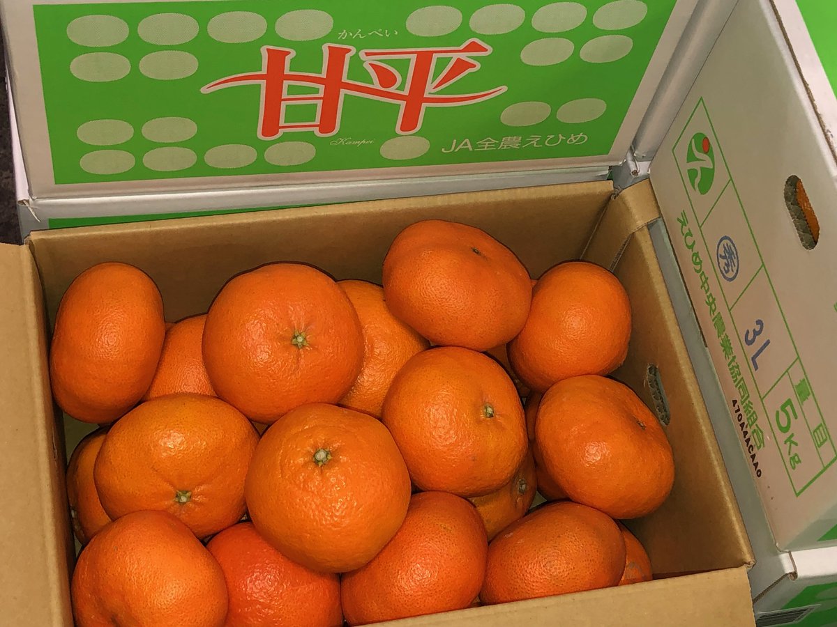 愛媛県 #JAえひめ中央 から、年明けの中晩柑の最高傑作と言われる #甘