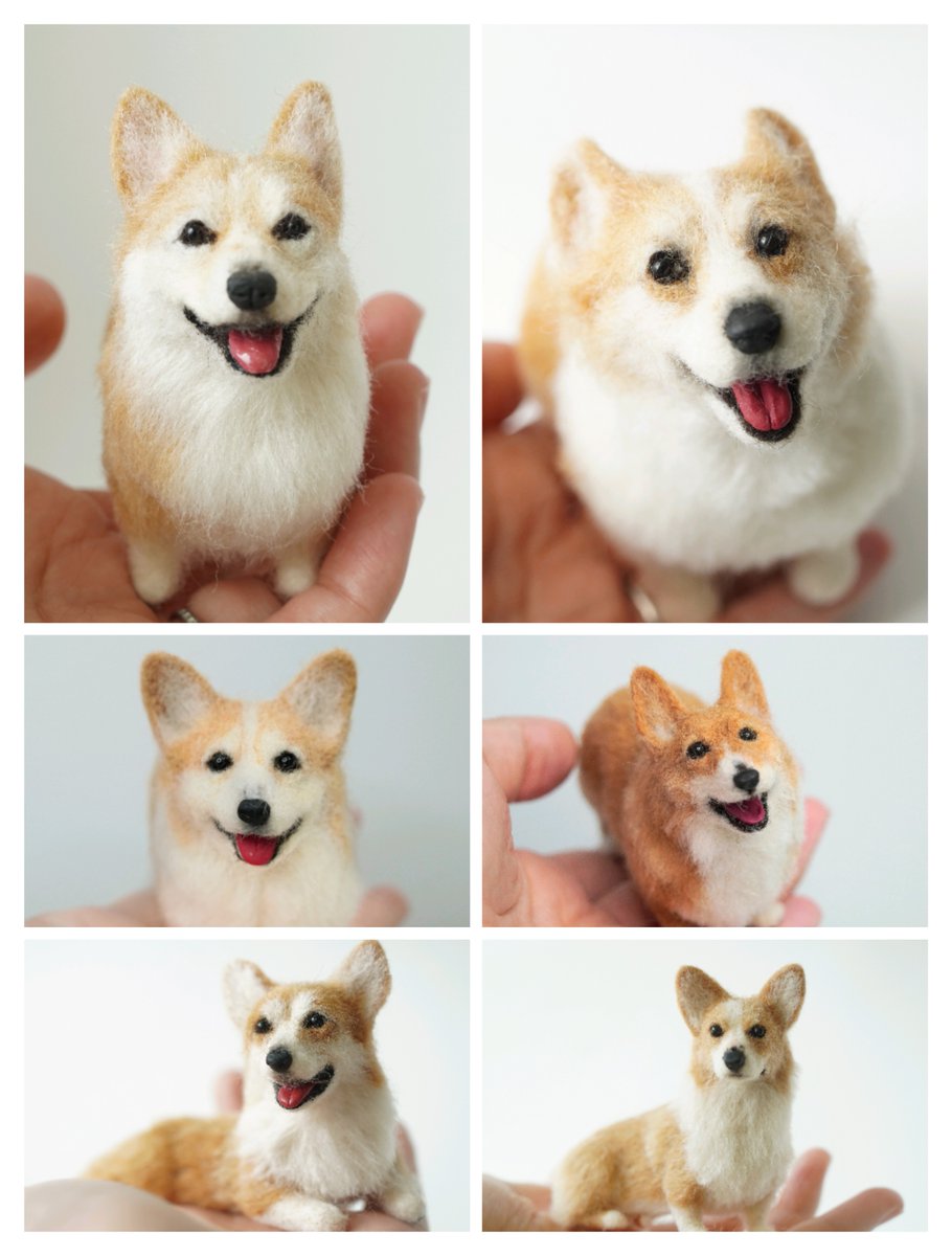 手乗りコーギーさんたちです！