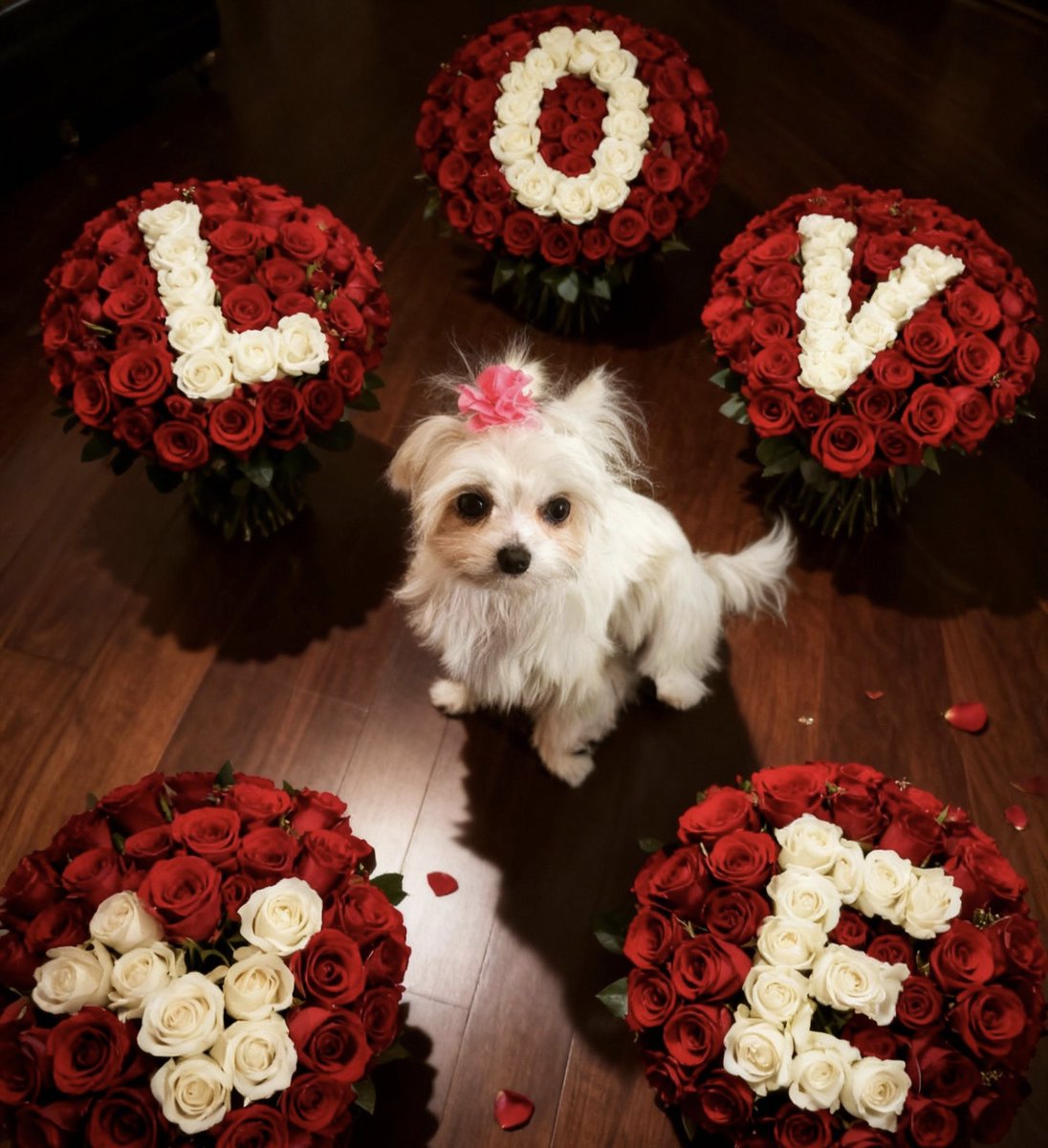 ArapakisSotiris's tweet photo. ❤️🐶❤️ https://t.co/dvd1mMoaYD