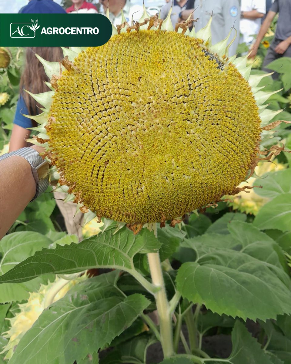 AgrocentroUY's tweet image. 🌱 Nuestra técnica comercial @BelenPereiradls , responsable de Agrocentro Rocha, participó junto al equipo de BASF Uruguay en el Día de Campo de Agropecuaria Canoa Mirim 

Durante la jornada se recorrieron cultivos de girasol, maíz y semilleros de arroz, además de disfrutar de…