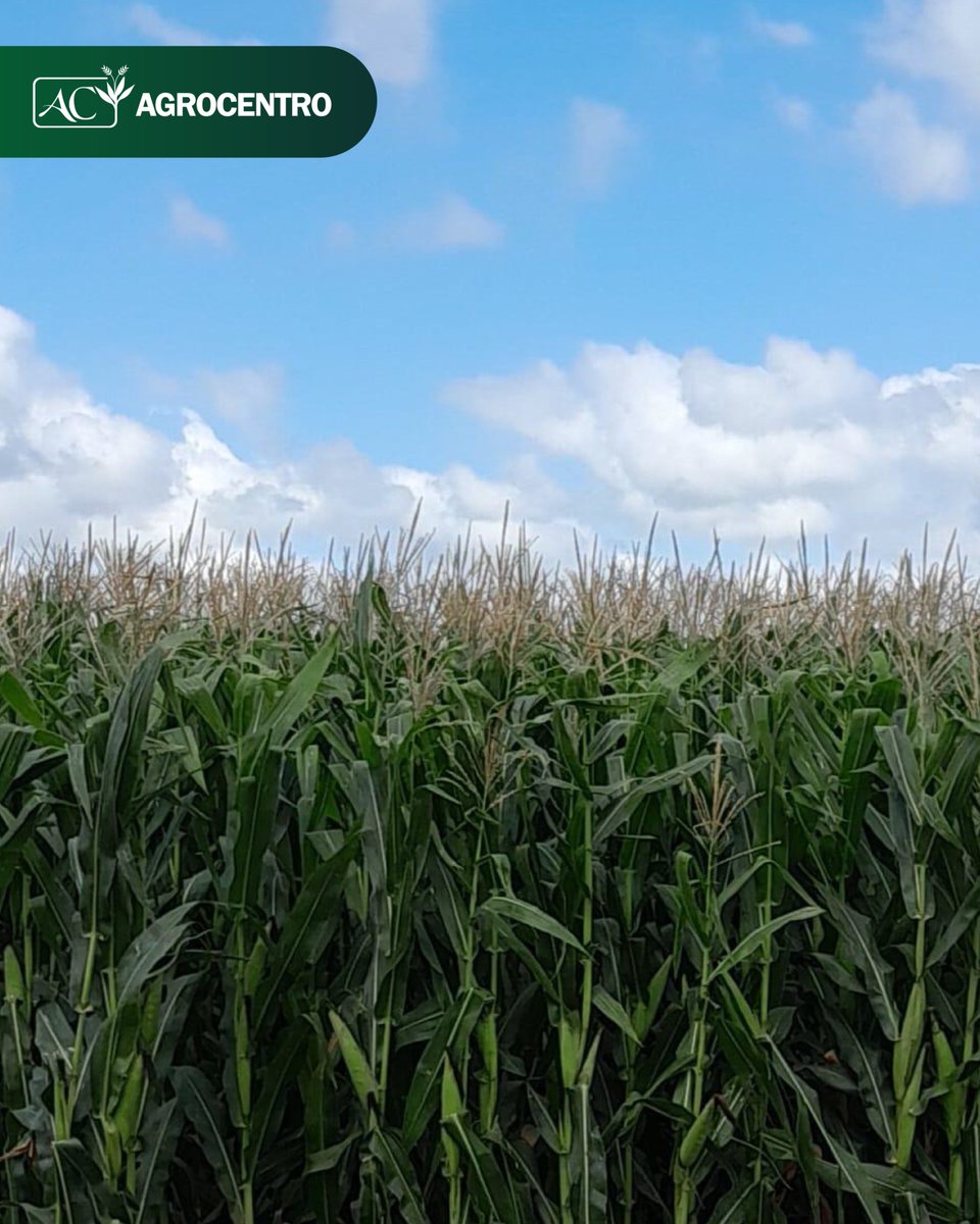 AgrocentroUY's tweet image. 🌱 Nuestra técnica comercial @BelenPereiradls , responsable de Agrocentro Rocha, participó junto al equipo de BASF Uruguay en el Día de Campo de Agropecuaria Canoa Mirim 

Durante la jornada se recorrieron cultivos de girasol, maíz y semilleros de arroz, además de disfrutar de…