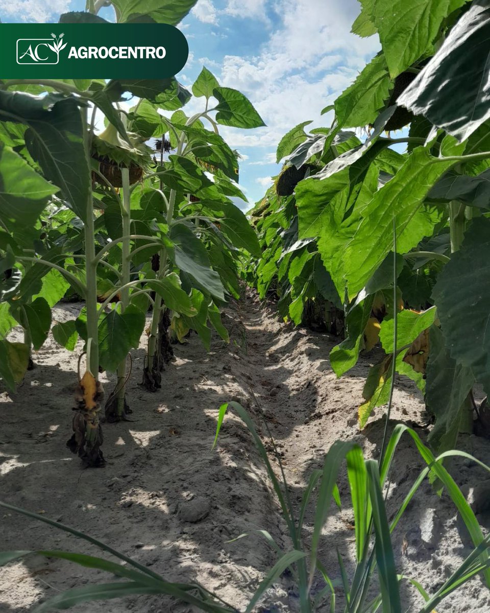 AgrocentroUY's tweet image. 🌱 Nuestra técnica comercial @BelenPereiradls , responsable de Agrocentro Rocha, participó junto al equipo de BASF Uruguay en el Día de Campo de Agropecuaria Canoa Mirim 

Durante la jornada se recorrieron cultivos de girasol, maíz y semilleros de arroz, además de disfrutar de…