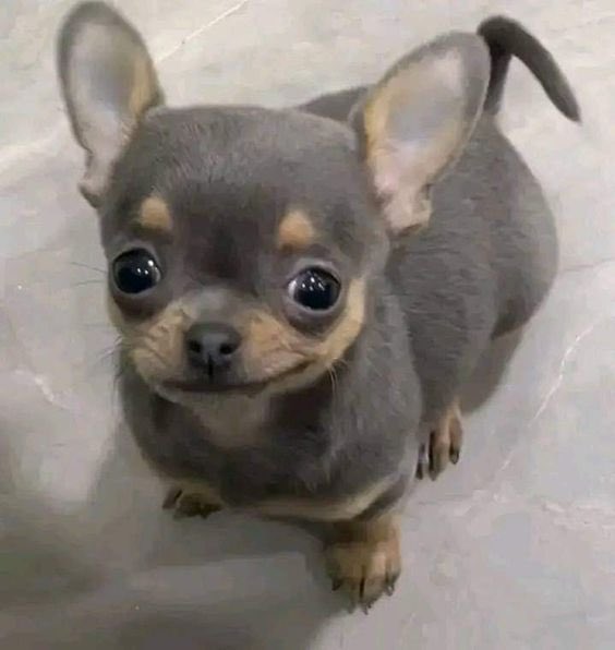 Cotrenen tweet media