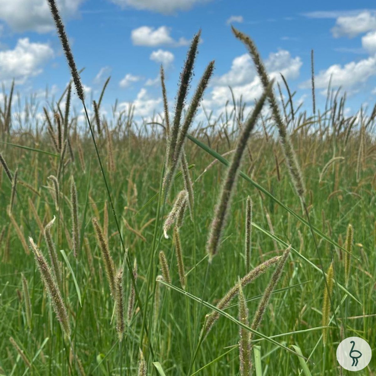 Recorrida por las setarias en SCyY 🌱

#ganaderia #pastura #pastizal #campoargentino #setaria