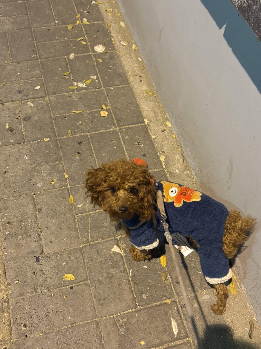 fieldsRTHY's tweet image. 밤에 반려견과 함께 산책하며 휴식을 취하세요.