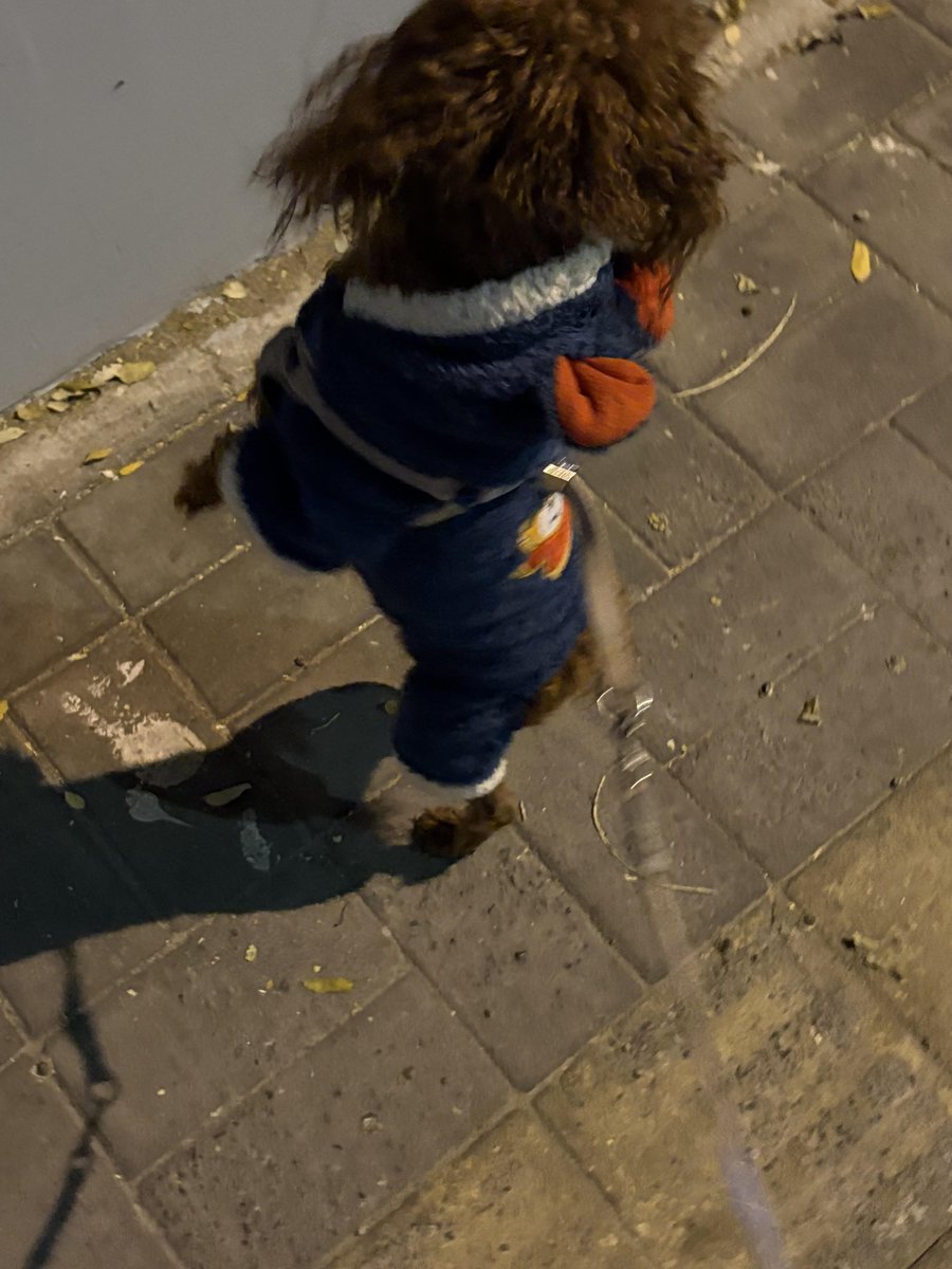 fieldsRTHY's tweet image. 밤에 반려견과 함께 산책하며 휴식을 취하세요.