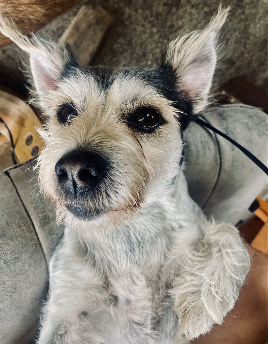 Geoffrey Boswell tweet media