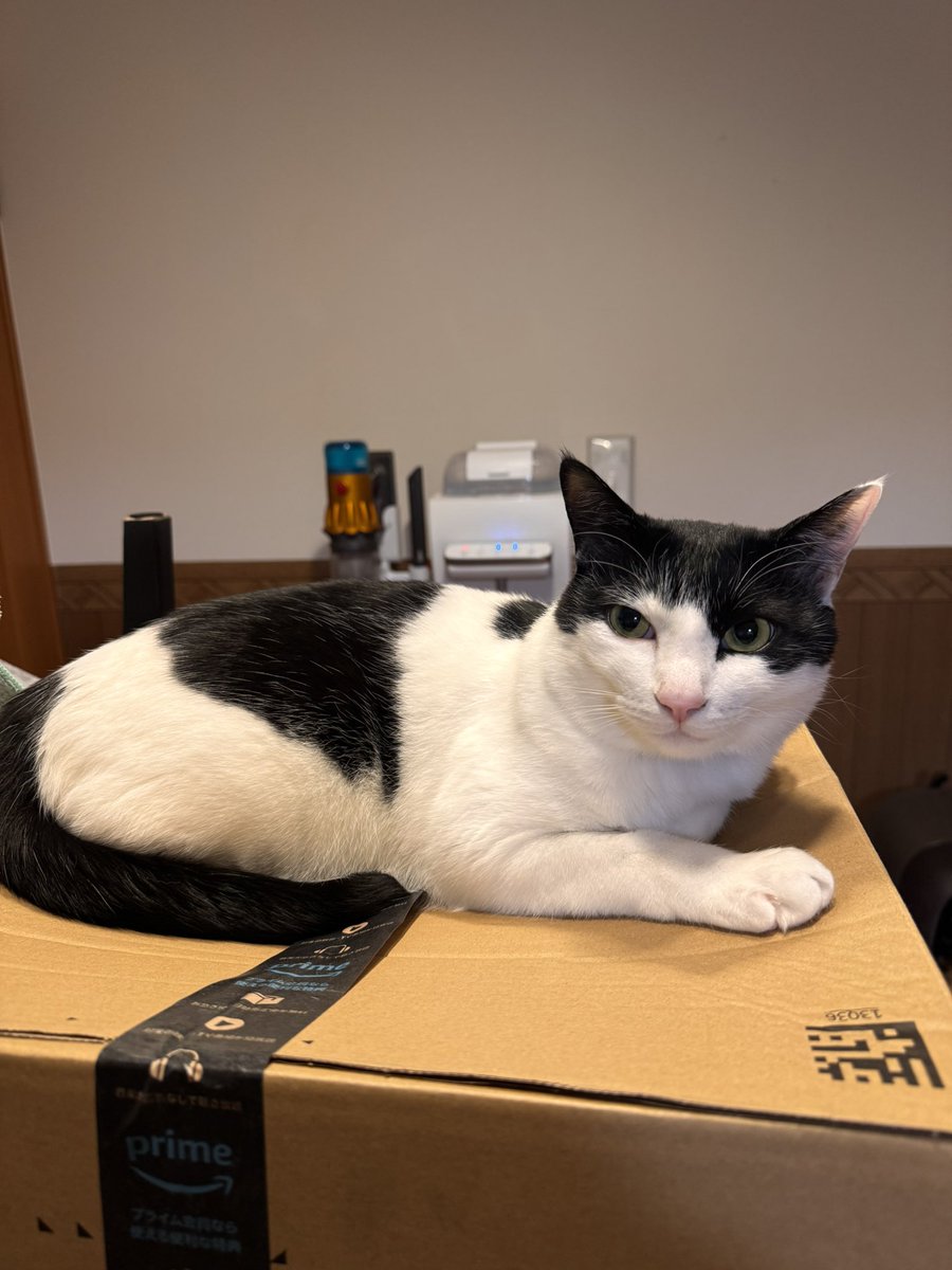 エサが入ってるAmazonの箱の上に鎮座DOPENESS