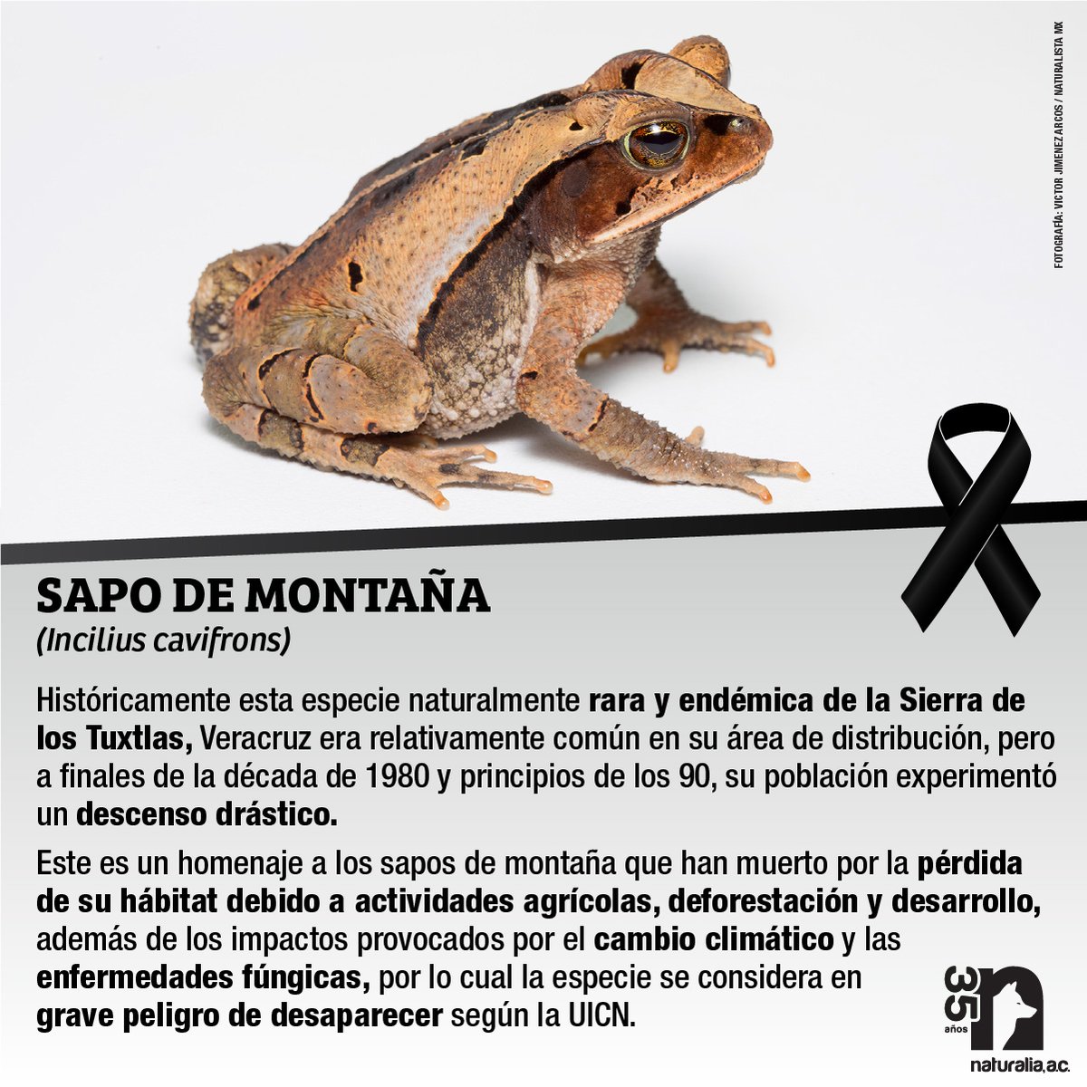 Al vivir en una región pequeña de Veracruz, cualquier alteración local tiene un impacto desproporcionado en su supervivencia, y a esto se suma la posibilidad de haber sido afectado por quitridiomicosis, enfermedad causada por un hongo que ha diezmado anfibios a nivel global