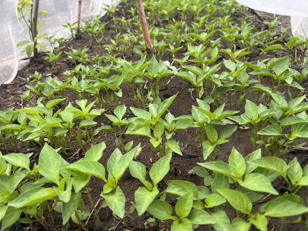 𝖩𝗈𝗁𝗇 𝖫𝗂𝗇𝗀𝖾𝗉𝗈 🇨🇩 tweet media