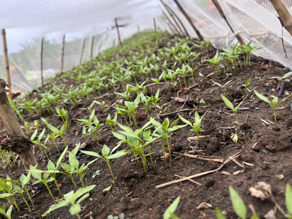 𝖩𝗈𝗁𝗇 𝖫𝗂𝗇𝗀𝖾𝗉𝗈 🇨🇩 tweet media