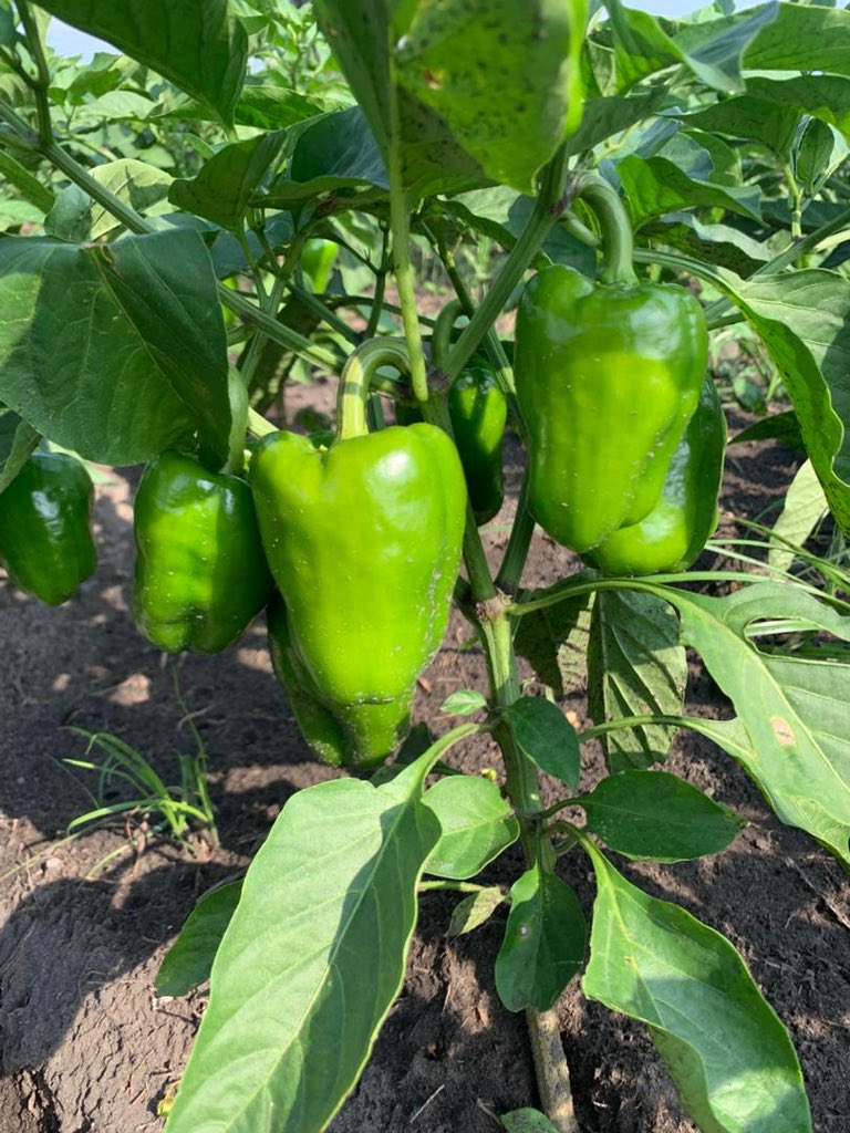 𝖩𝗈𝗁𝗇 𝖫𝗂𝗇𝗀𝖾𝗉𝗈 🇨🇩 tweet media