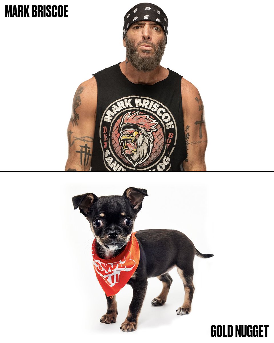 AEWonTV's tweet photo. Which of our doggie doppelgängers are your favorite as we get ready for #PuppyBowlXXII Sunday, February 8th at 2P ET /11A PT on Animal Planet, TBS, TruTV, and HBO Max! https://t.co/CAsBzjSFce
